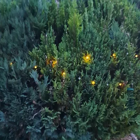 Au Temps Present - Maison De Charme Avec Jardin, Animaux Bienvenus, A 4km De Pairi Daiza Feriehus Brugelette