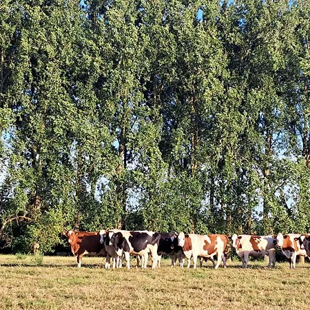 Au Temps Present - Maison De Charme Avec Jardin, Animaux Bienvenus, A 4km De Pairi Daiza *